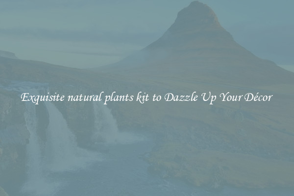 Exquisite natural plants kit to Dazzle Up Your Décor 